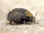 Byrrhidae - pill or moss beetles